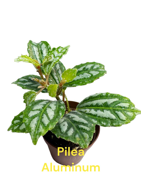 Pilea Aluminum Watermelon three inch pot. Photos b4 Shipping