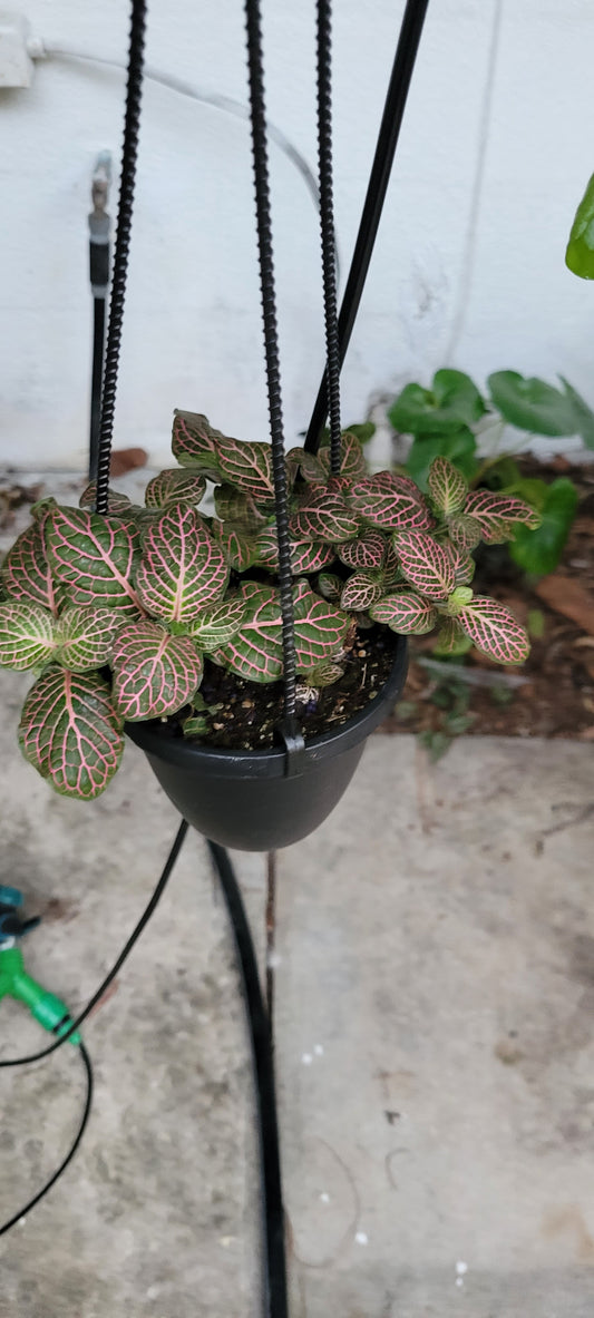 Pink Fittonia Nerve Plant. Four inch pots