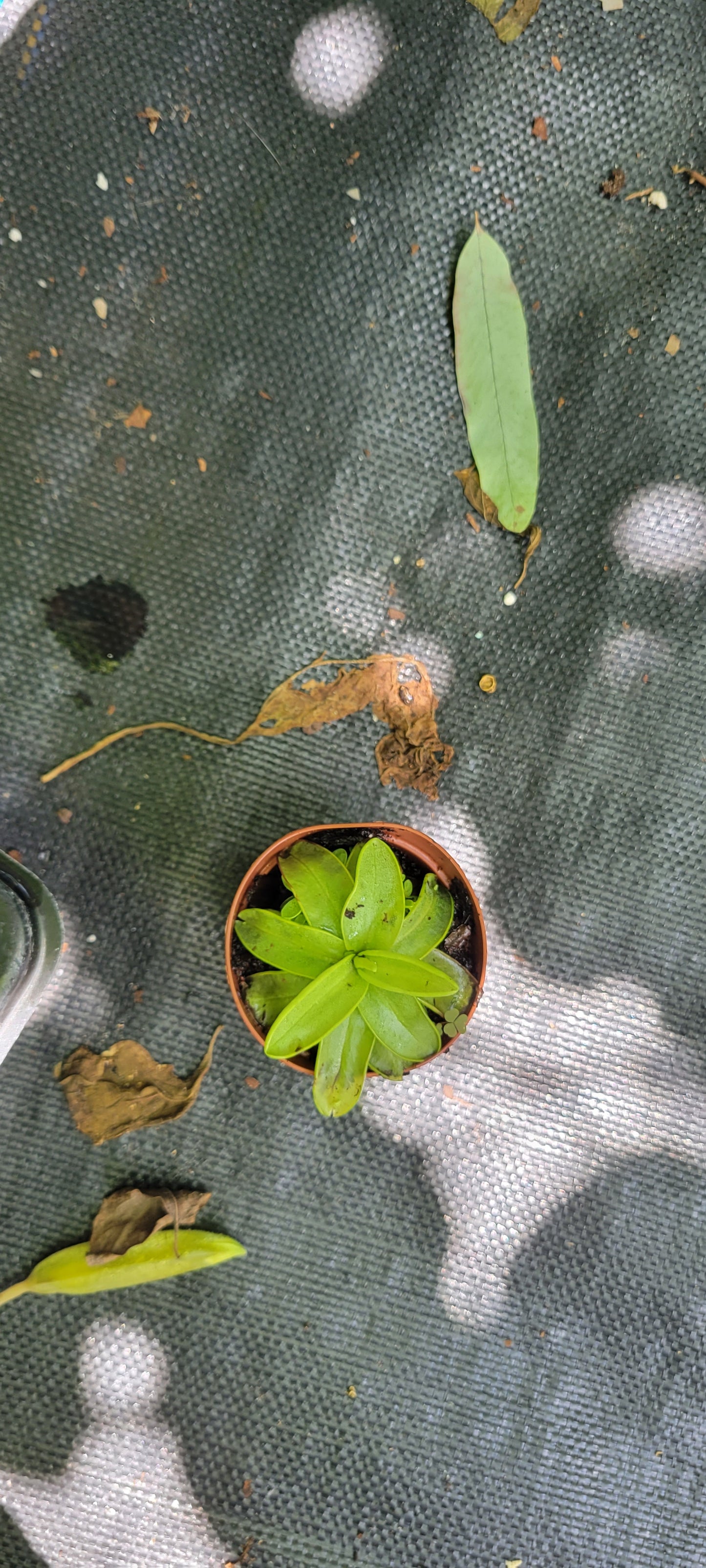 Pinguicula Butterwort Primulifloria carnivorous plants in two inch pots.