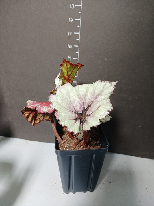 Begonia Rex Kotobuki three inch pot.