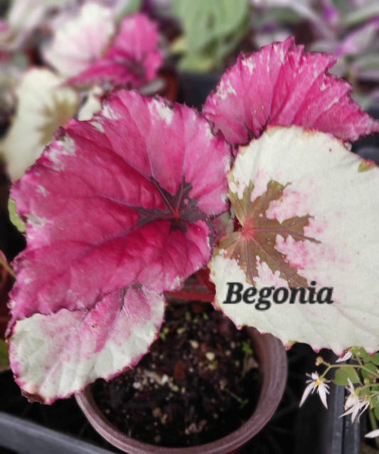 Begonia Rex Kabob three inch pot. Photo before shipping.