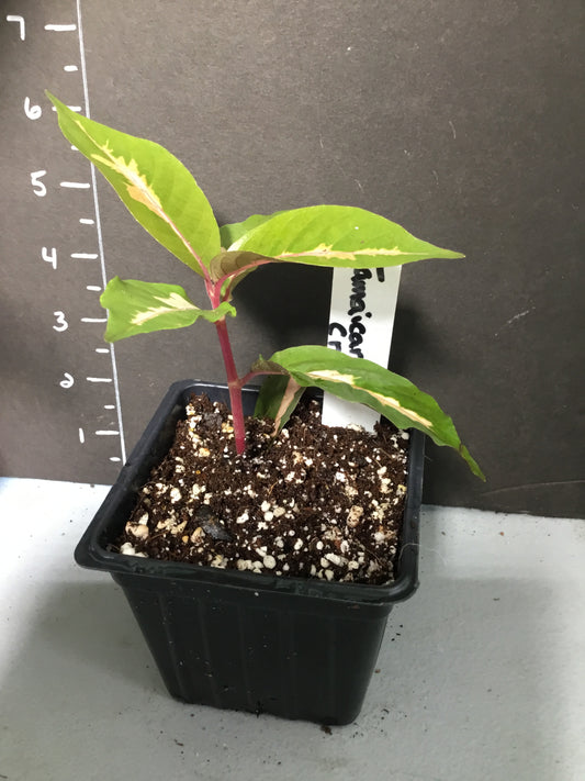 Jamaican Croton well rooted cutting in four inch pot. Photos b4 Shipping