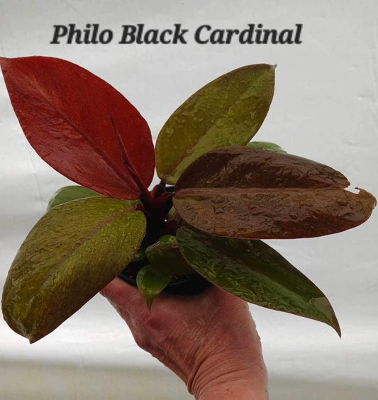 Philodendron Black Cardinal