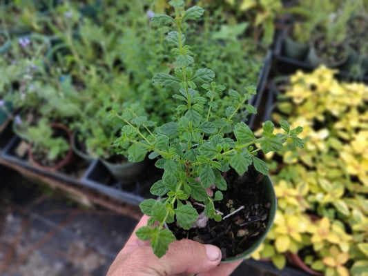 Mexican Oregano