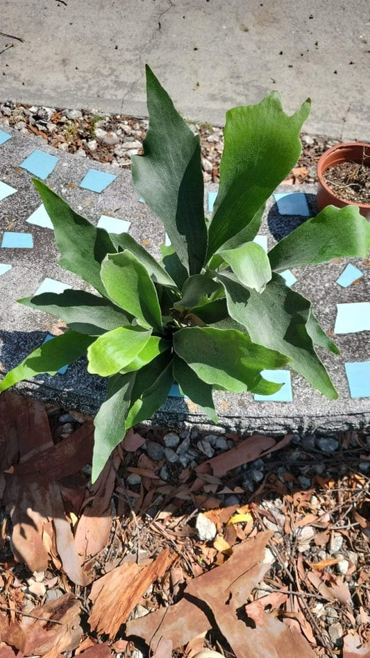 Netherlands Staghorn Fern in six inch pot. Photos b4 Shipping