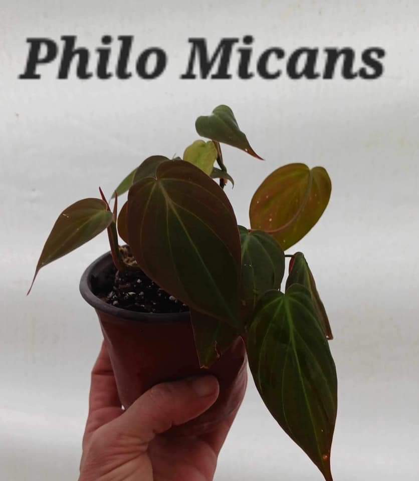 Philodendron Mican in four inch pot. Photos b4 Shipping