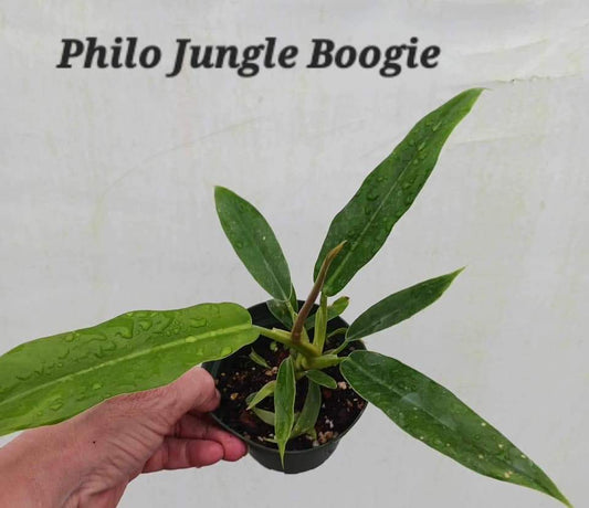 Philodendron Jungle Boogie three inch pot. Photos b4 shipping.