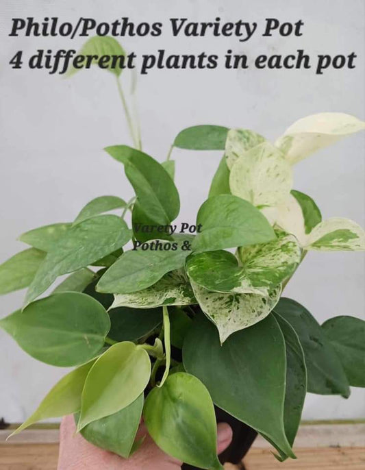 Philodendron Variety Pot. Four Different plants in five inch pot. Photos b4 Shipping.