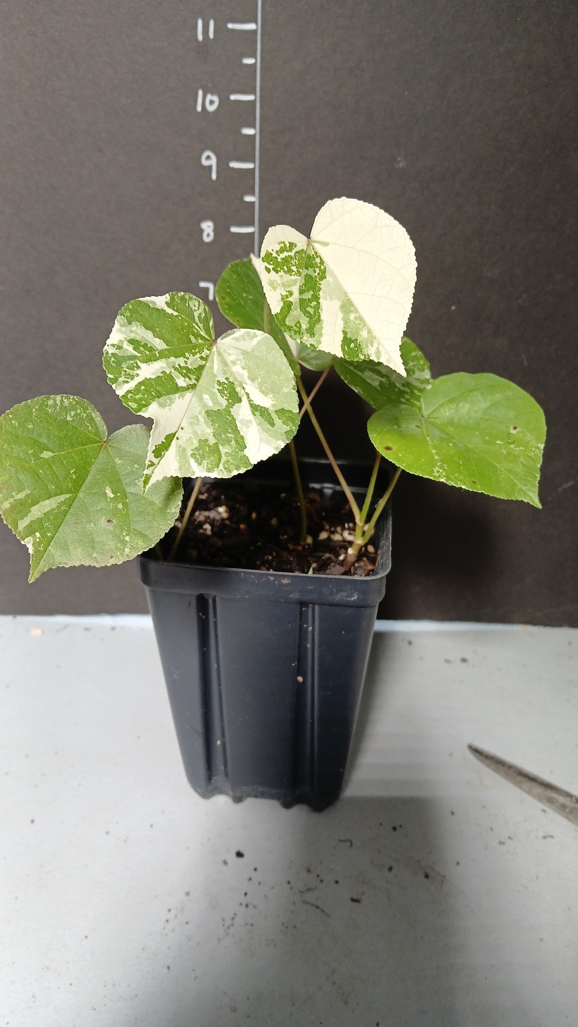 Varigated Mahoe Hibiscus in 4 inch pot.