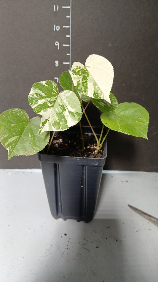 Varigated Mahoe Hibiscus in 4 inch pot.