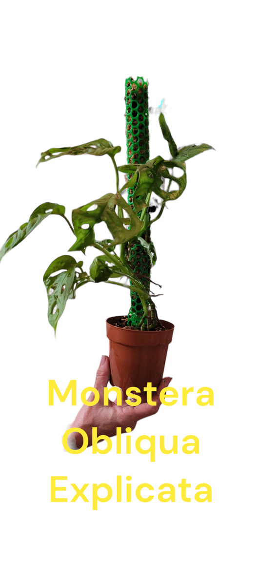 Monstera Obliqua Explicata starter plants in three inch pots. Photos b4 Shipping