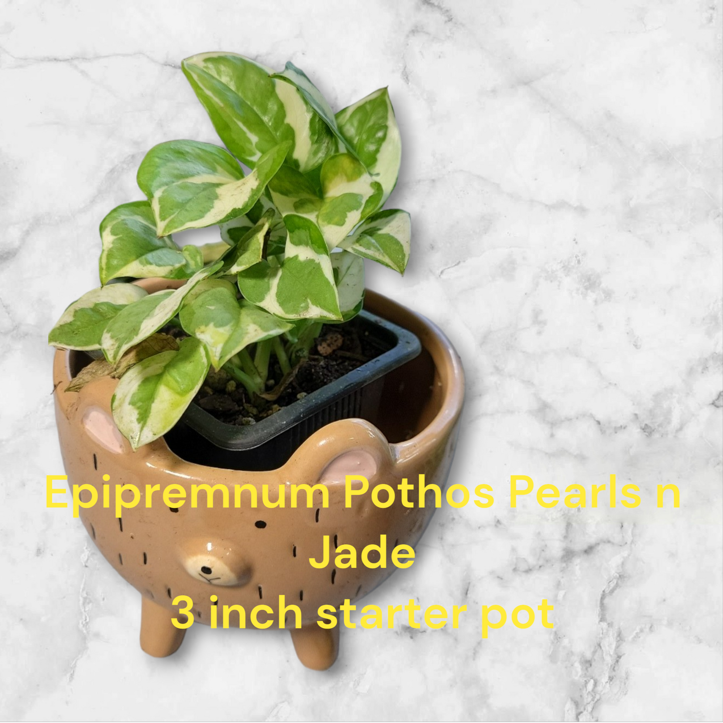 Epipremnum Pothos Pearls n Jade starter 3 inch pot. Photos b4 Shipping