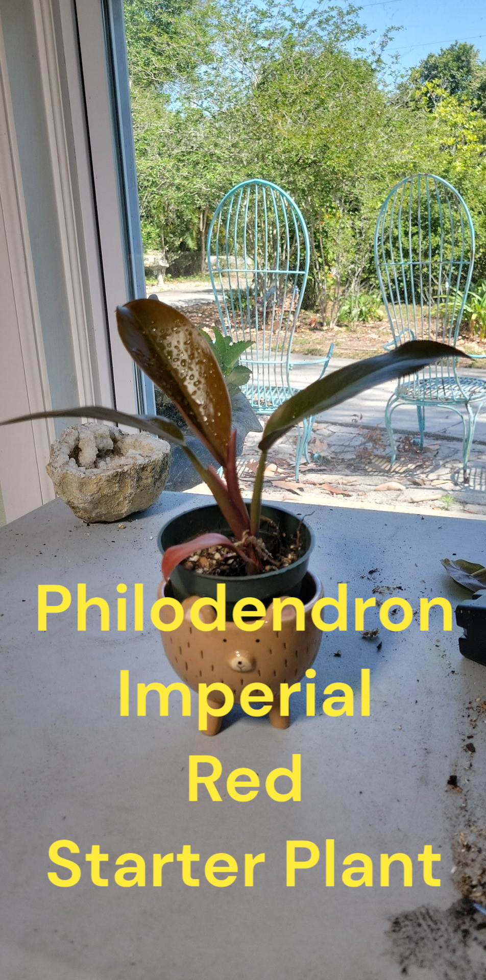 Philodendron Imperial Red Starter plants (2nd photo) Photos b4 Shipping