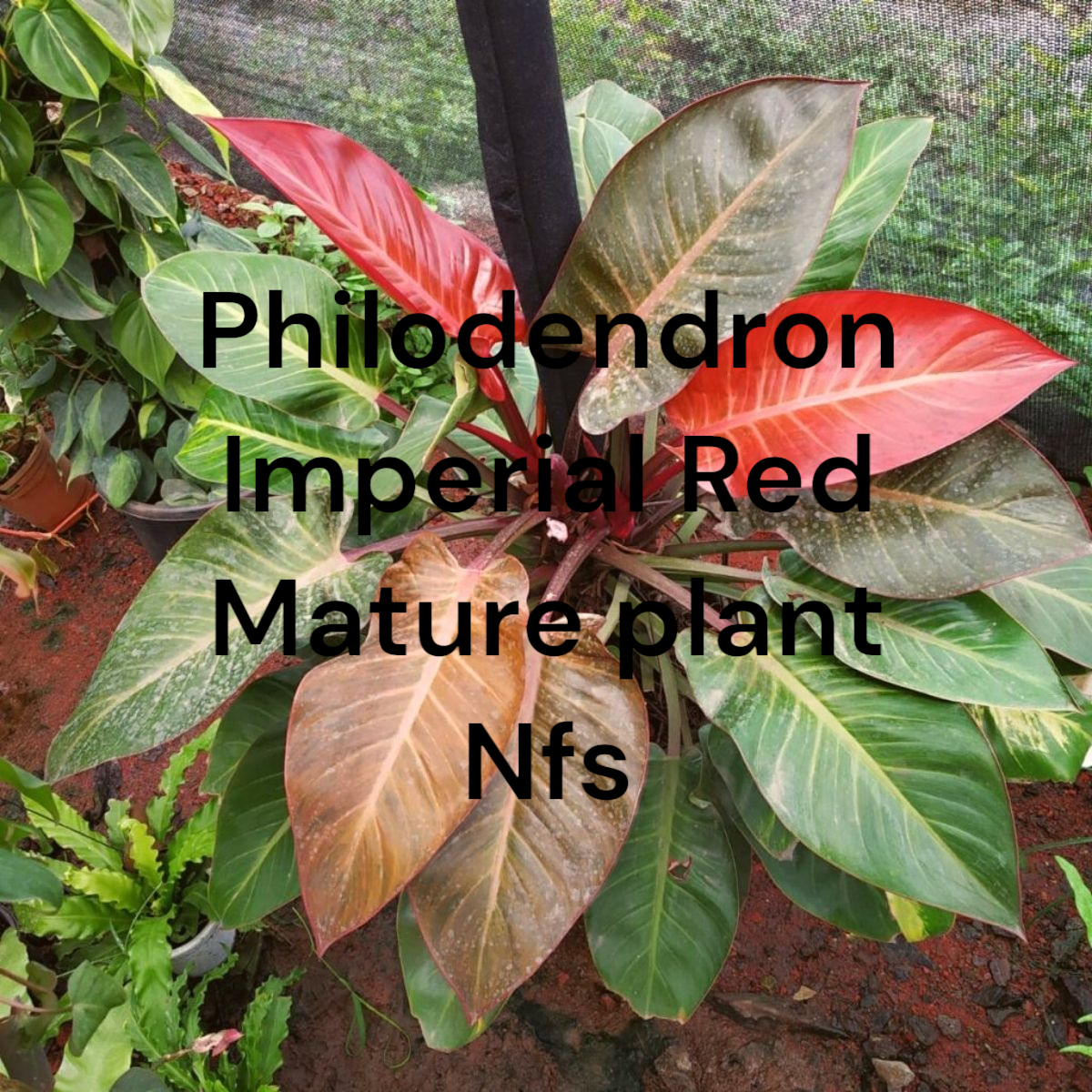 Philodendron Imperial Red Starter plants (2nd photo) Photos b4 Shipping