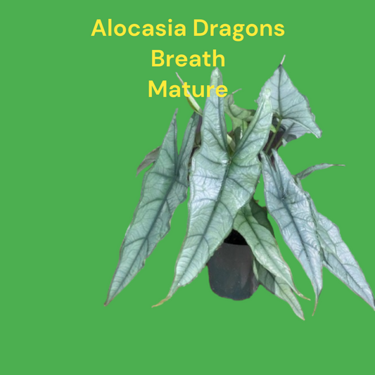 Alocasia Dragon Breath two plants per pot. Photos b4 Shipping