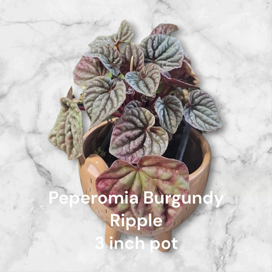Peperomia Burgundy Ripple in 3 inch pot. Photos b4 Shipping