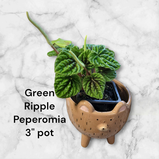 Peperomia Green Ripple in three inch pot.  Photos b4 Shipping