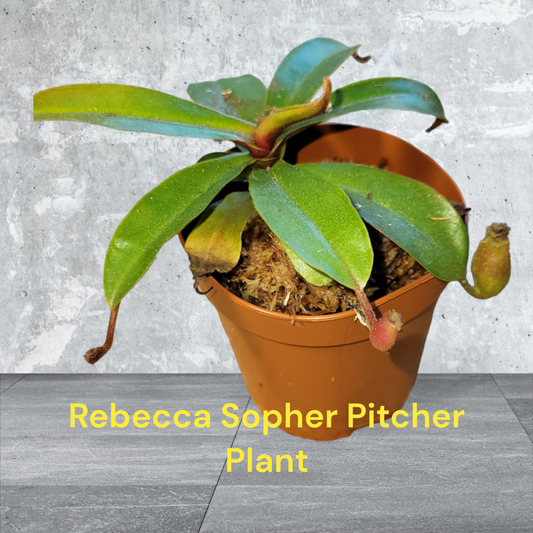 Carnivorous Rebecca Sopher Pitcher Plant two inch starter plant