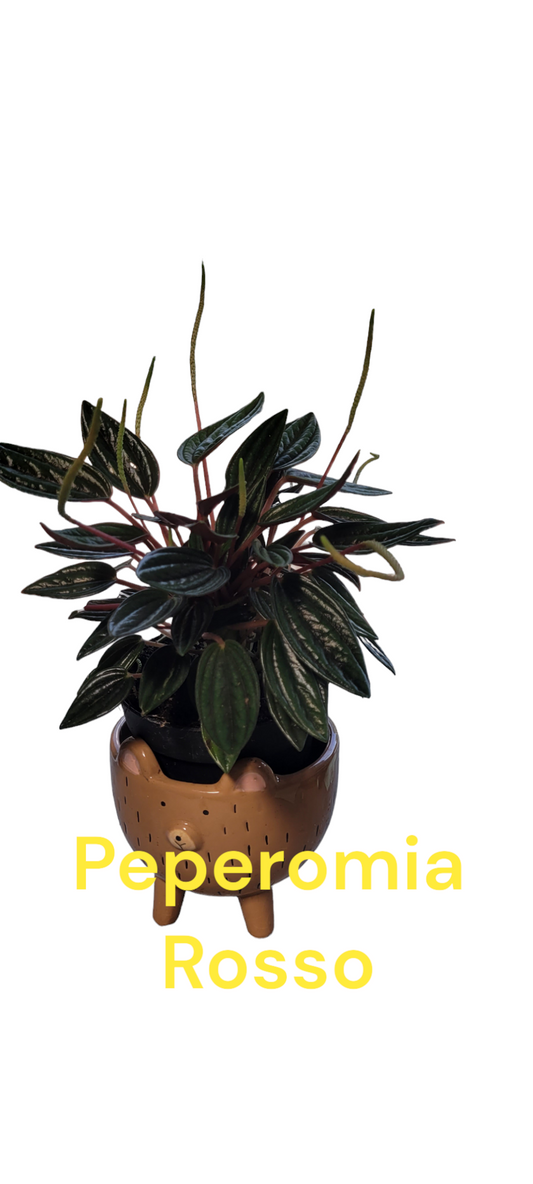 Peperomia Rosso four inch pot