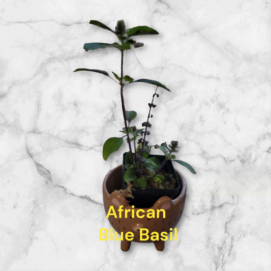 African Blue Basil two per three inch pot. Photos b4 shipping.