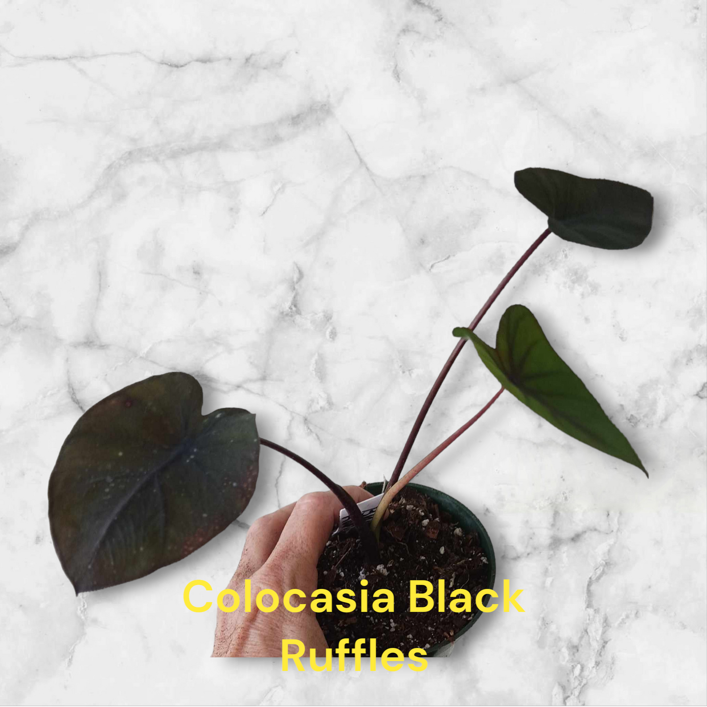 Colocasia Black Ruffles four inch pot Photos b4 shipping