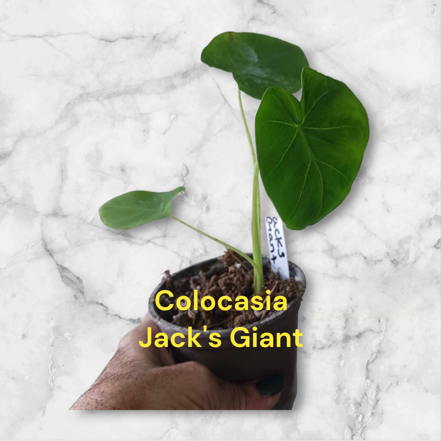 Colocasia Jack's Giant starter plant in four inch pot. Photos b4 Shipping