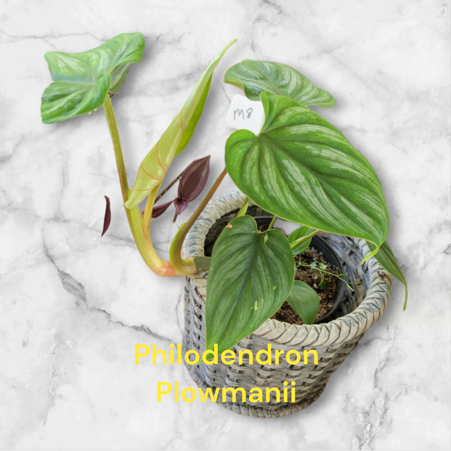 Philodendron Plowmanii four inch pot. Photos b4 Shipping