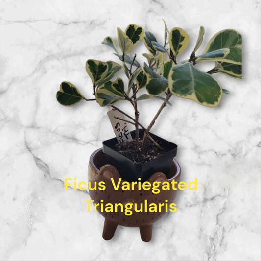 Ficus Variegated Triangularis three inch pot. Photo b4 shipping
