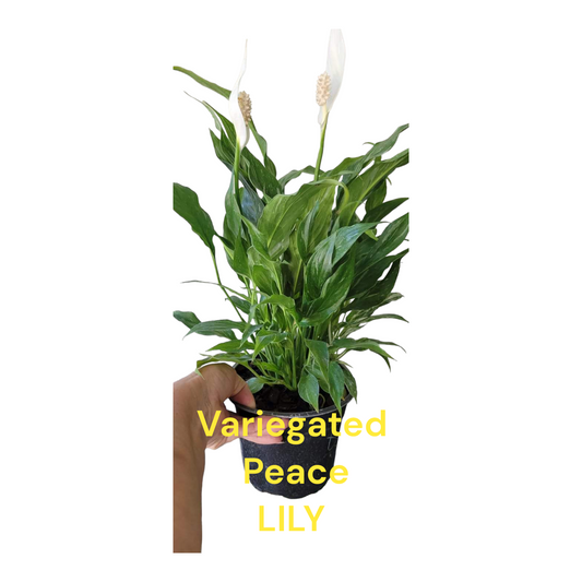 Variegated Disco Peace Lily six inch pot Photos b4 shipping