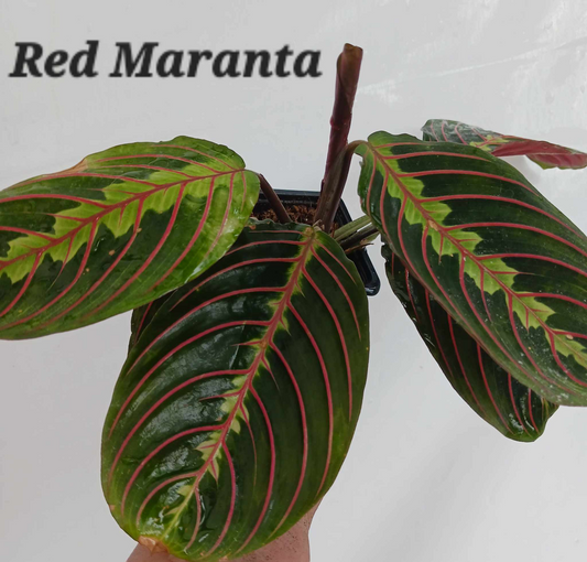 Maranta Red in three inch pots. Photos b4 shipping.
