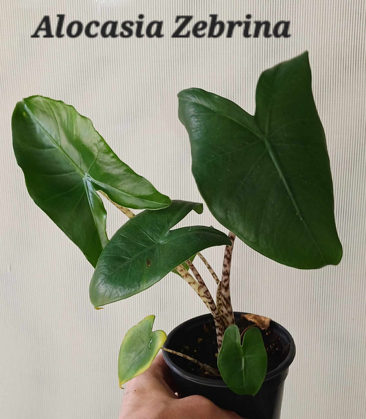 Alocasia Zebrina three inch pot. Photos b4 shipping