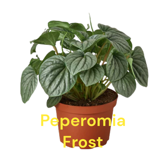 Peperomia Frost four inch pot photos b4 Shipping