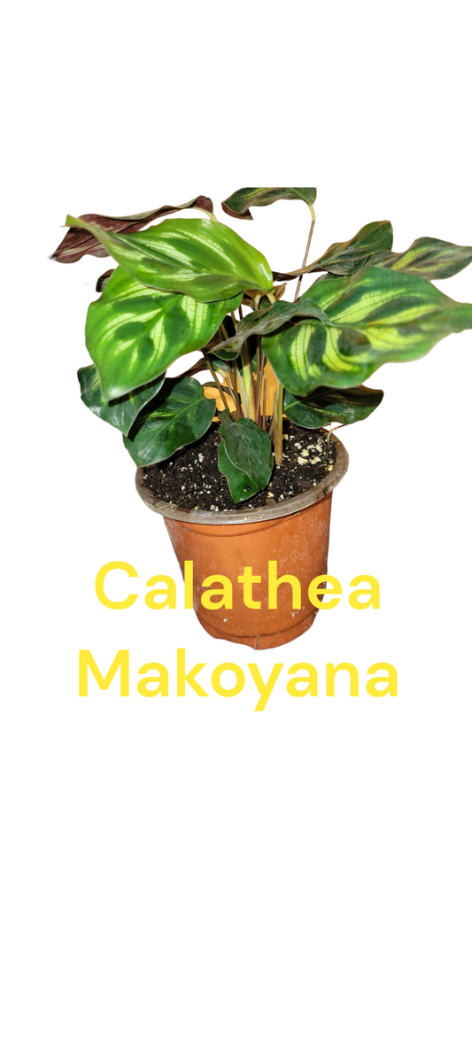 Calathea Makoyana three inch pot photo b4 shipping