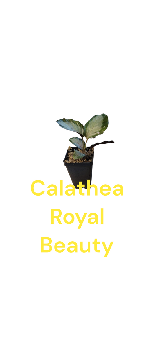 Calathea Royal Standard three inch pot. Photos b4 Shipping