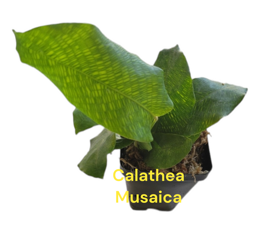 Calathea Musaica Network three inch pot starter plant photos b4 Shipping