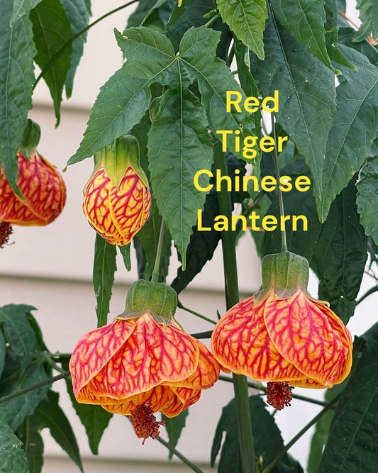 (Copy) Red Tiger Abutilon Chinese Lantern rooted starter plant four inch pot. Photos b4 Shipping