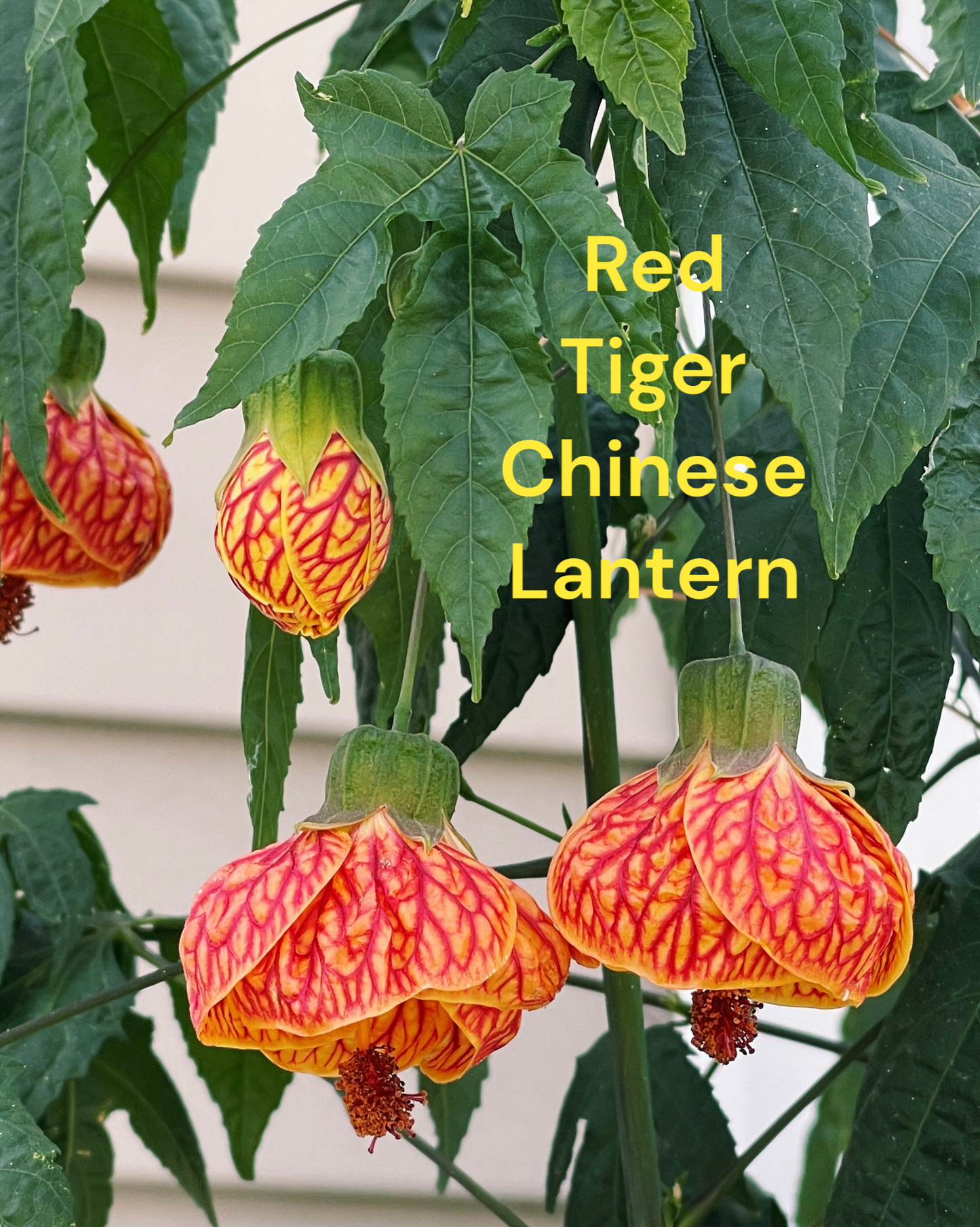 Red Tiger Abutilon Chinese Lantern rooted starter plant four inch pot. Photos b4 Shipping