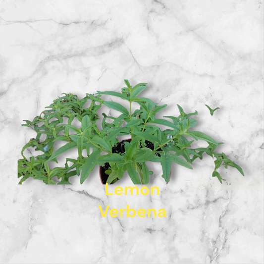 Lemon Verbena Herb. Three/four inch pots. Photos b4 Shipping