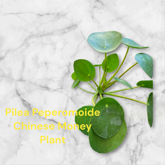 Pilea Peperomoide Chinese Money Plant four inch pot. Very Large Plant Photos b4 Shipping