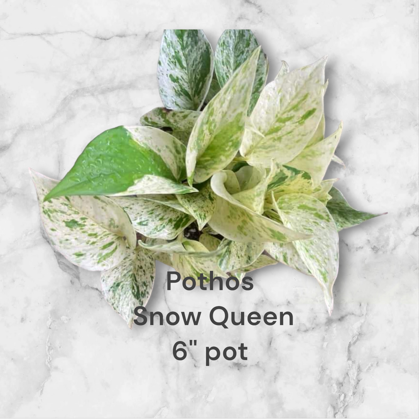 Epipremnum Pothos Snow Queen Six Inch Pot. Photo b4 Shipping