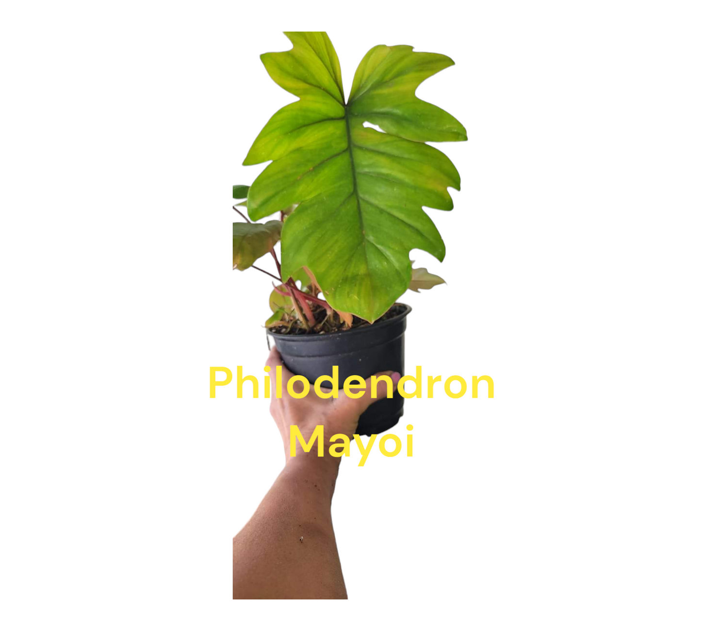 Philodendron Mayoi in four inch nursery pot. Photos br shipping.