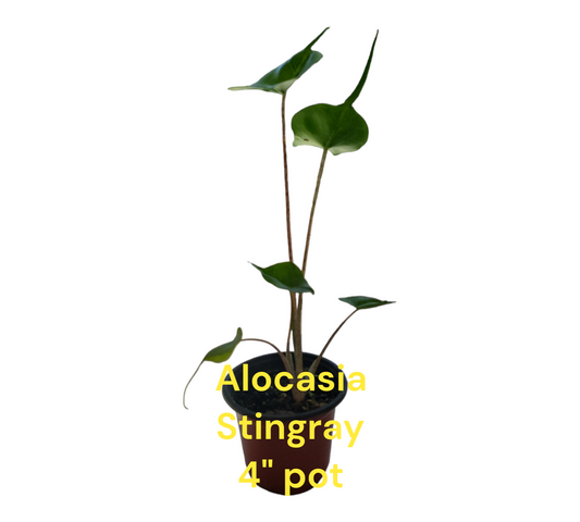 Alocasia Stingray four inch pot. Photos b4 Shipping.