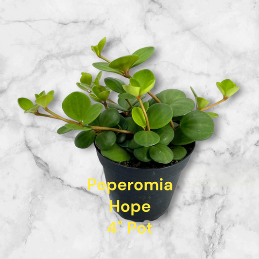 Peperomia Hope four inch pot. Photos b4 Shipping.