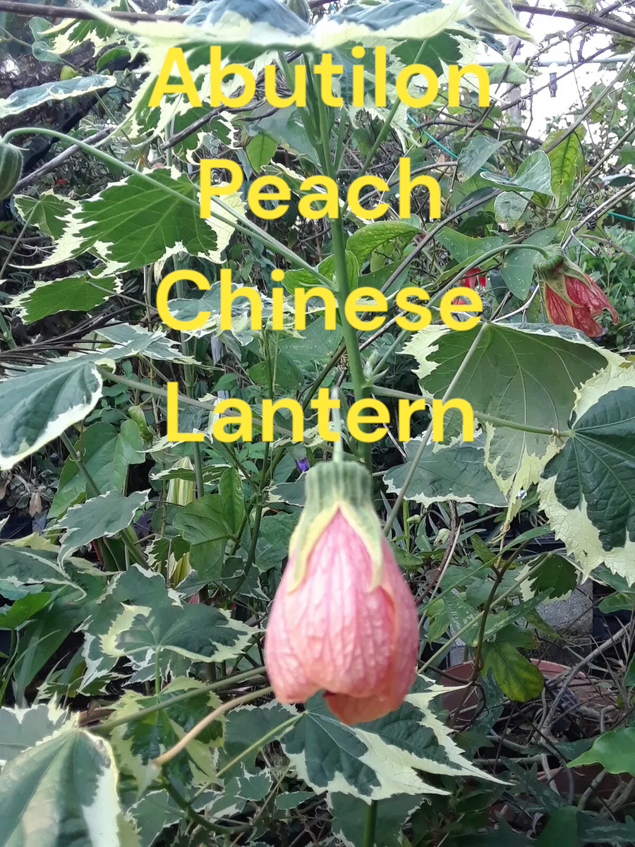 Abutilon Variegated Peach Chinese Lantern. Four inch pots.  Photos b4 Shipping