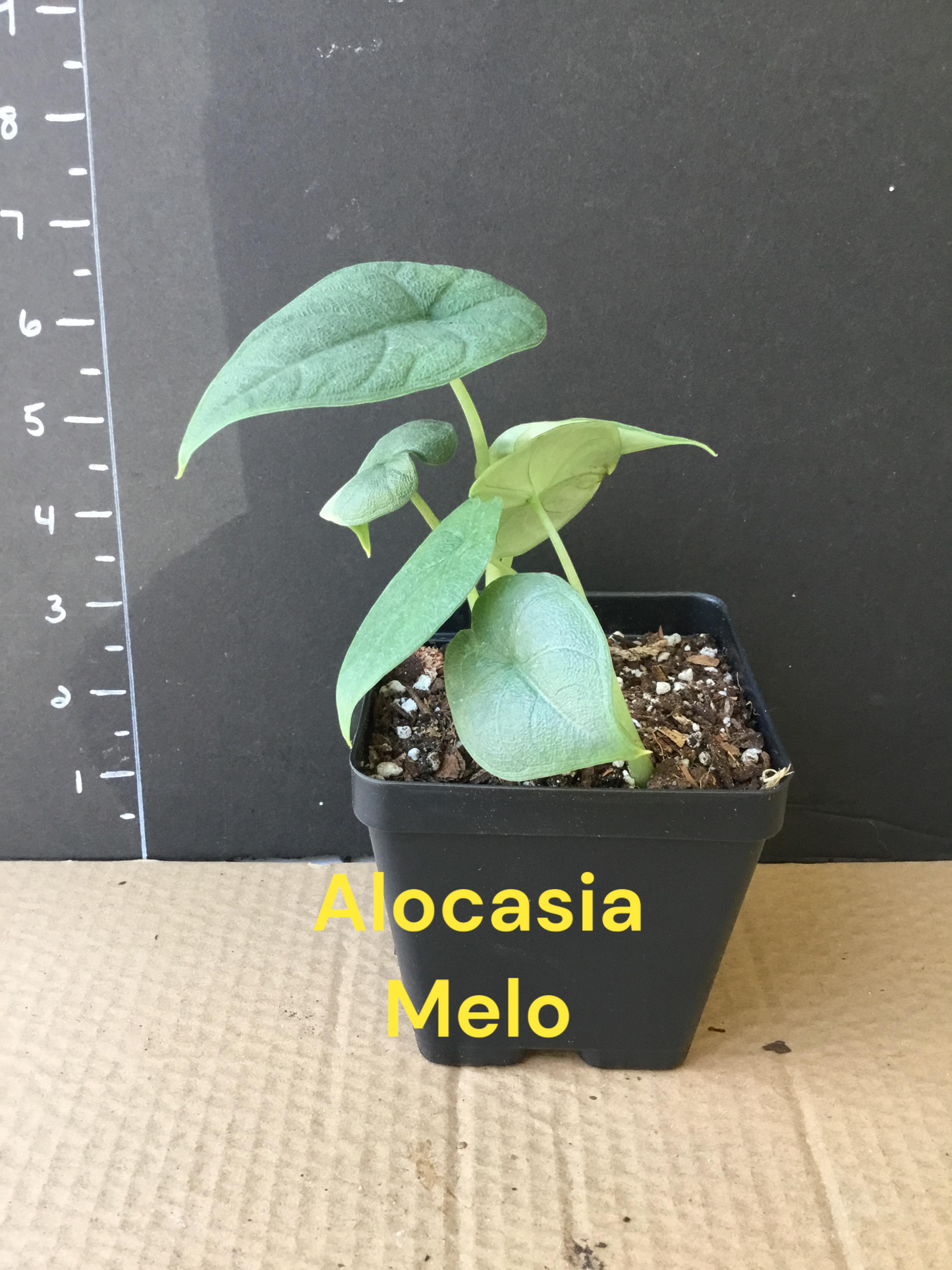 Alocasia Melo young plants two per three or four inch pot. Photos b4 shipping.