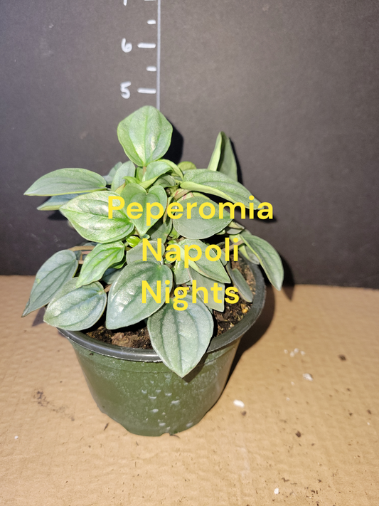 Peperomia Napoli Nights in four inch pots. Photos b4 Shipping