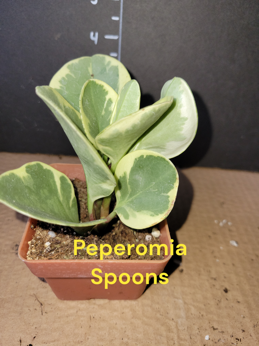Peperomia Variegated Obtusifolia Spoons. Baby Rubber Tree Plant.  Four inch pots.  Photos b4 Shipping