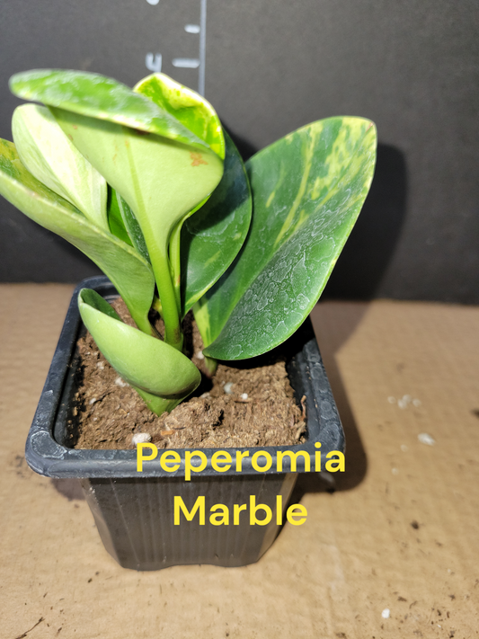 Peperomia Marble in three inch pot. Photos b4 Shipping