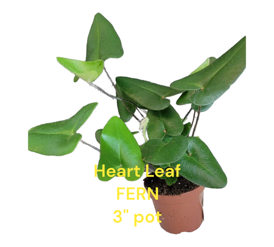 Heart Leaf Fern in four inch pot. Photo b4 shipping.