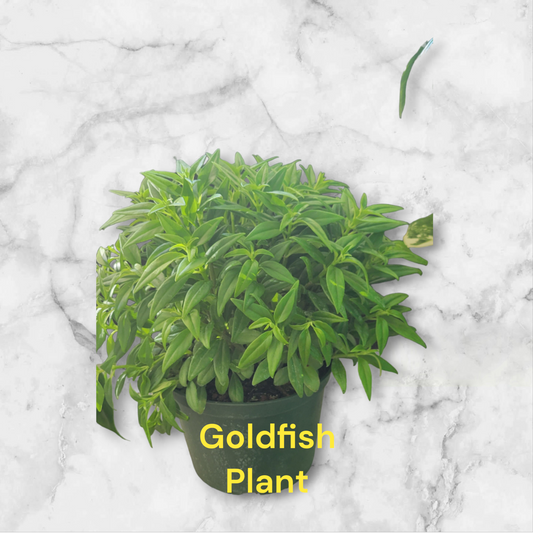 Goldfish Plant in a Six Inch pot.